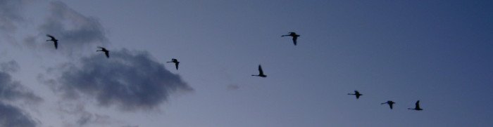 Cigni in volo su Kuhlungsborn