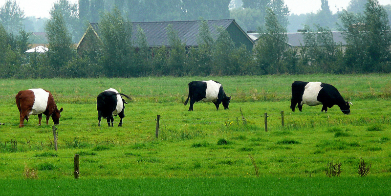Mucche bianconere di Harderwijk