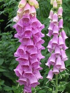 Digitalis_Purpurea